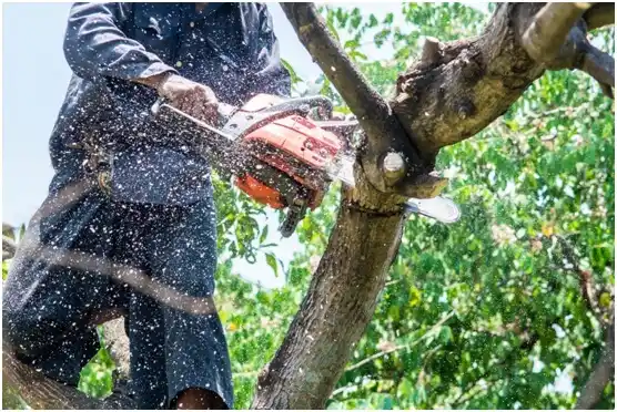 tree services Coloma